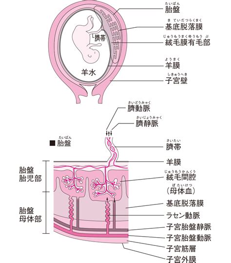 胎盤|胎盤